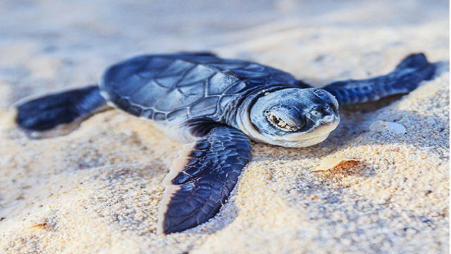 baby-sea-turtles.jpg 