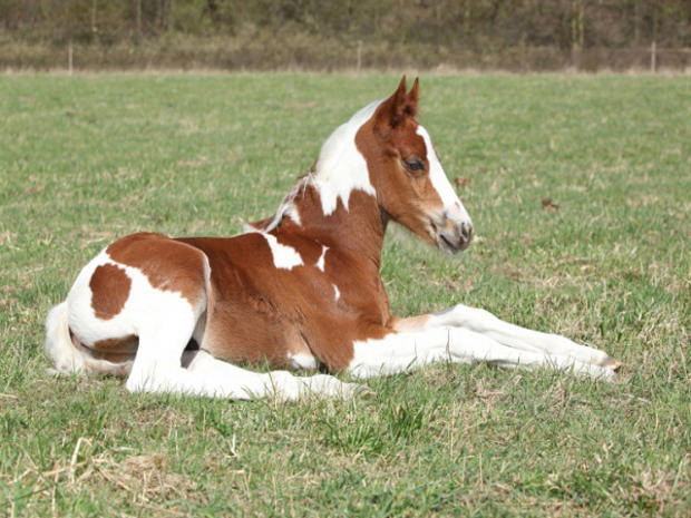baby-horse1.jpg 
