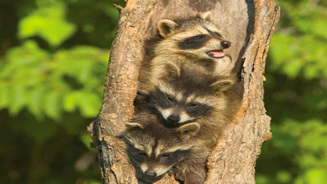baby-raccoon.jpg 