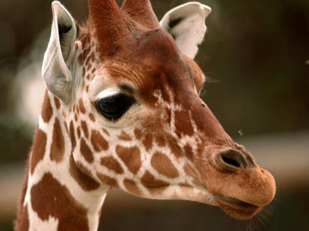 baby-giraffe1.jpg 