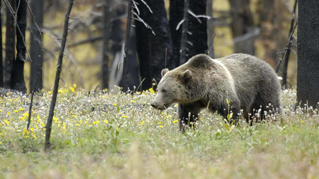 grizzly_bear_in_Yellowstone_NP_USFWS.jpg 