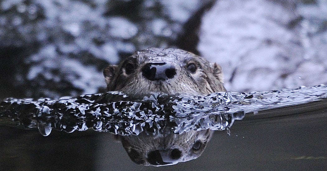 Beaver attacks and kills man in Belarus - CBS News