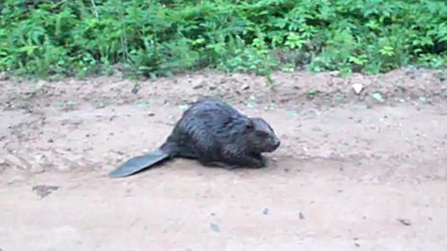 Beaver_Attacks_Cameraman_In_Russia.jpg 