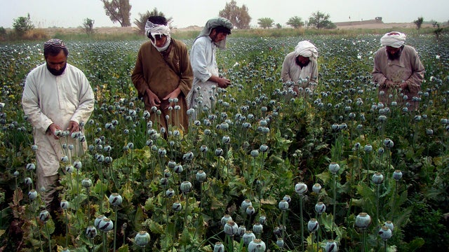 Afghan farmers harvest raw opium on a poppy field 