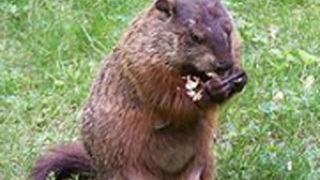 ground-hog---wikipedia.jpg 