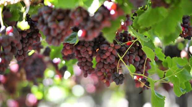 red-grapes-80310732-martin-bernetti.jpg 