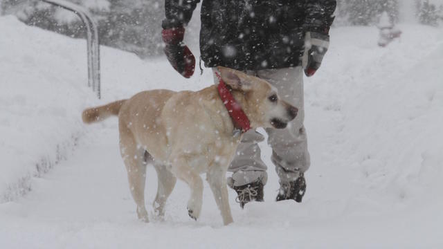 brainerd-snow-man-with-dog.jpg 