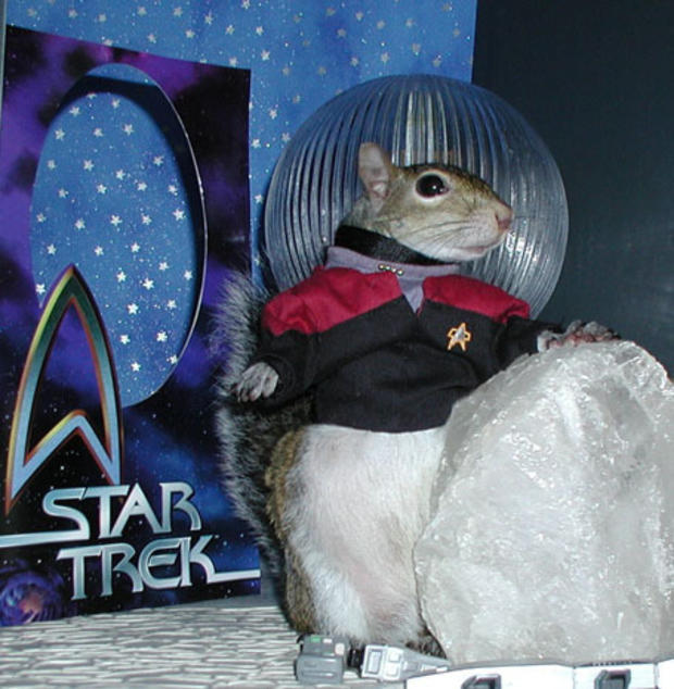 024_Star_Trek_Captain_Sugar_Bush_Squirrel.jpg 