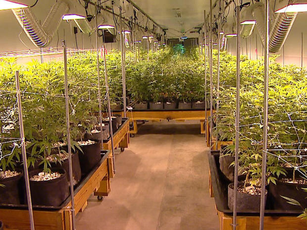 Growing Marijuana Legalization Pot Generic 