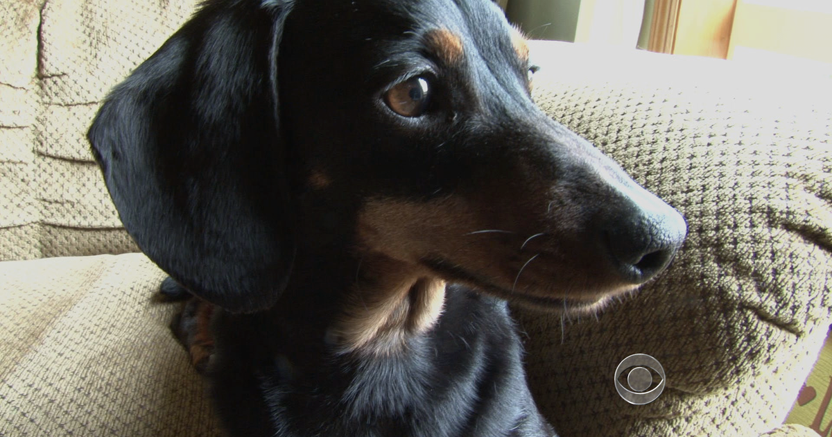 non-profit-provides-food-stamps-for-pets-cbs-news
