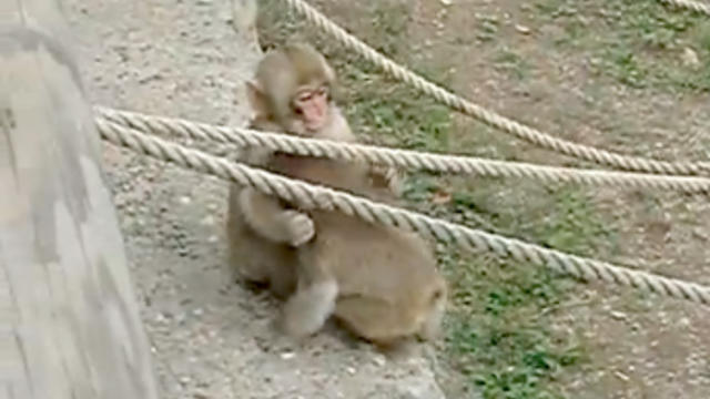 Baby_Macaques_Playing_Japan.jpg 