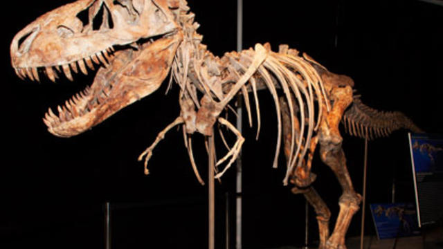 tyrannosaurus-bataar-skeleton.jpg 