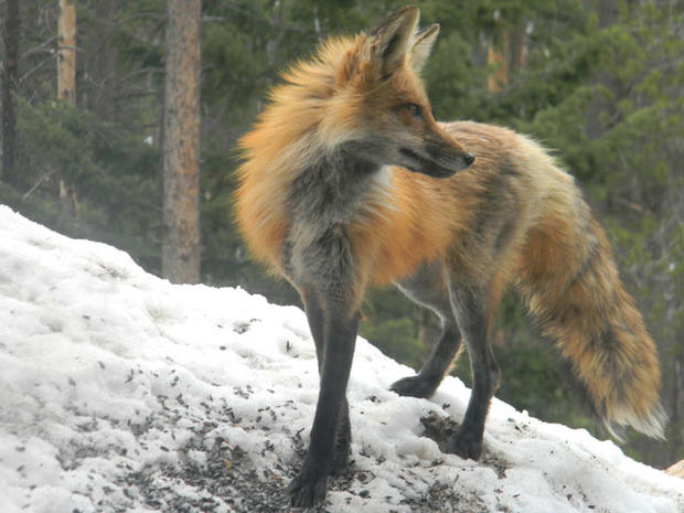 fox-005.jpg 