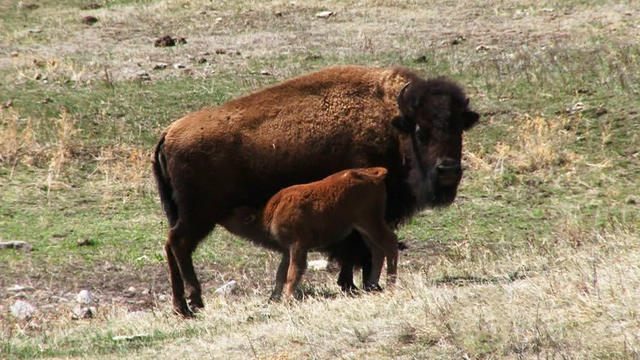 Nature: Bison moms 