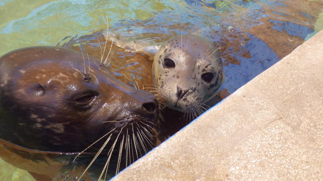 baby-seal-seaquarium.jpg 