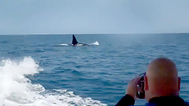 Killer_Whales_Encounter_RichardMHoward.jpg 