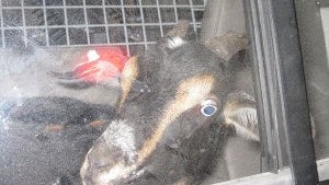 mount-vernon-goat.jpg 