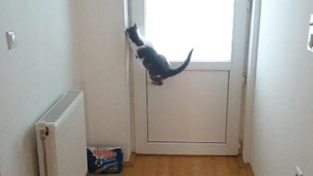 Cat_Opens_Five_Different_Doors.jpg 