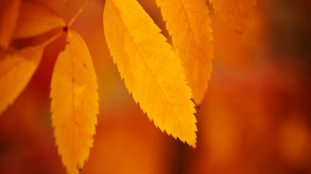 fall-leaves-thinkstock1.jpg 