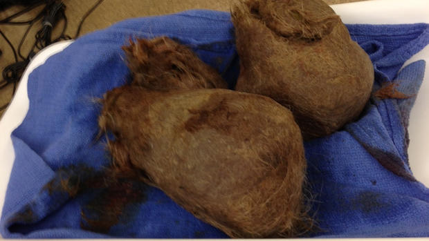 Surgeons remove 4-pound hairball from tiger 
