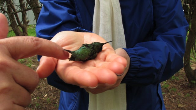 Web extra: Serena Altschul and the hummingbird 