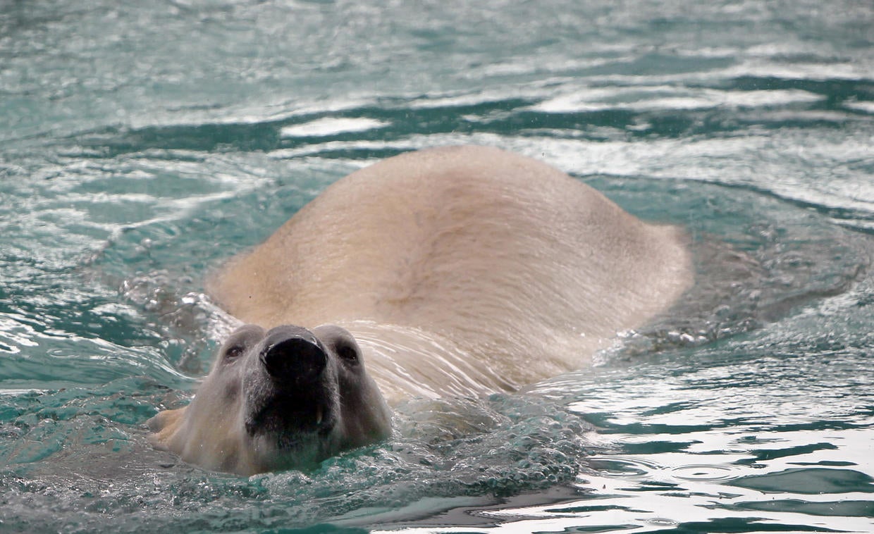 New home for Singapore's polar bear