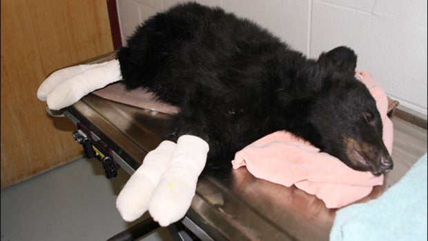 Boo Boo the black bear after he was rescued from an August 2012 forest fire in eastern Idaho 