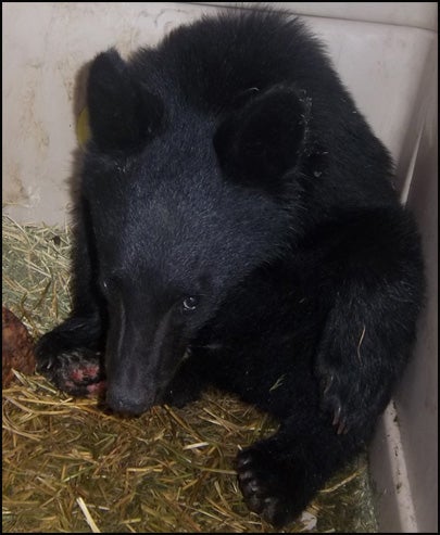 Boo Boo the black bear has completely recovered from his burned paws 