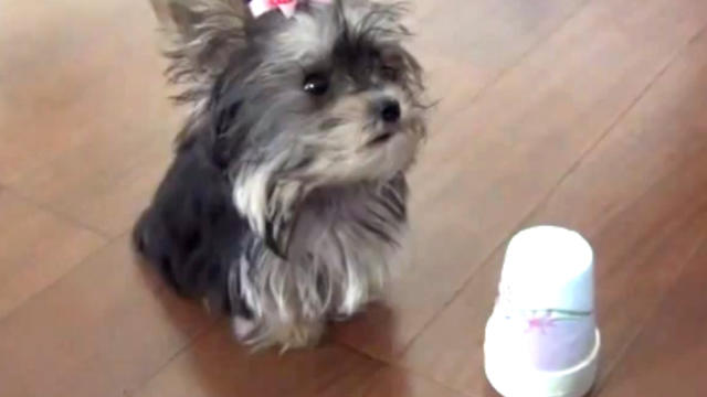 Misa_Minnie_Yorkie_Puppy.jpg 