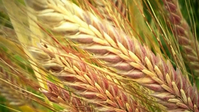 Banned wheat discovered on Oregon farm 