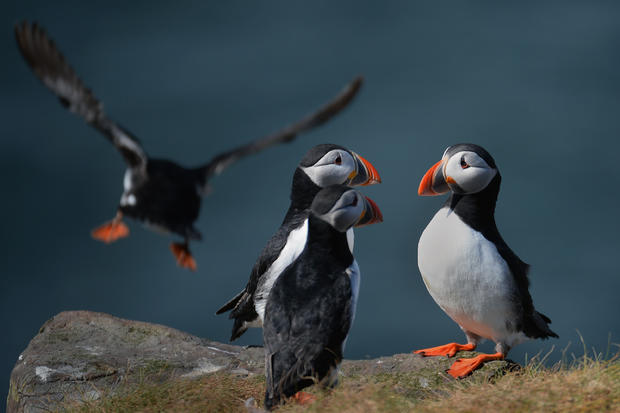 Farne Island Rangers Carry Out 'Puffin Census' 