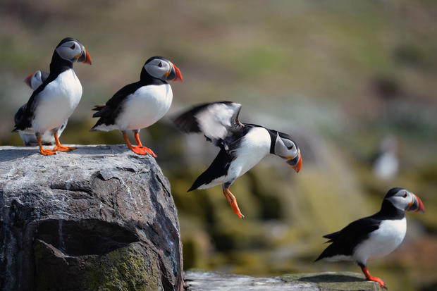 Farne Island Rangers Carry Out 'Puffin Census' 