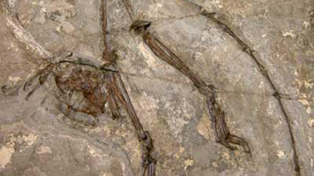 archicebus-achilles-fossil.jpg 