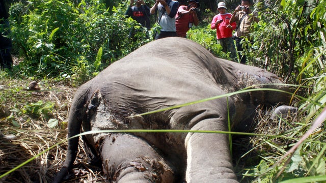 Reporters photograph a dead Sumatran elephant 