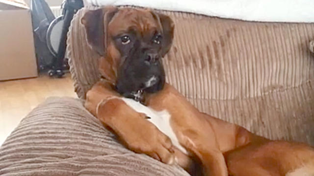 Ralph_Boxer_Dog_Chilling_jonhuntefc.jpg 