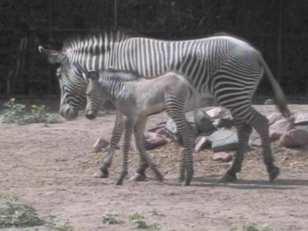 zebra2 