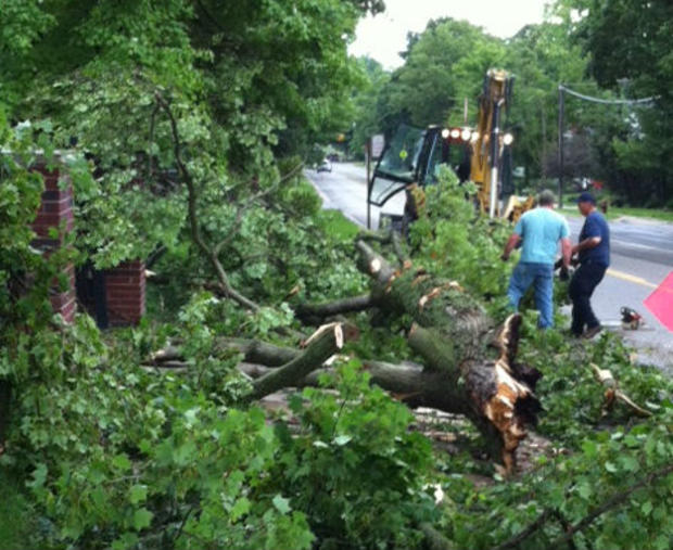 storm-damage-tree-down-romeo-6-17-13.jpg 