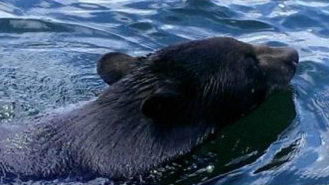 black-bear-swimming.jpg 
