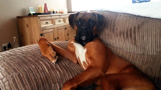 Boxer makes himself at home 