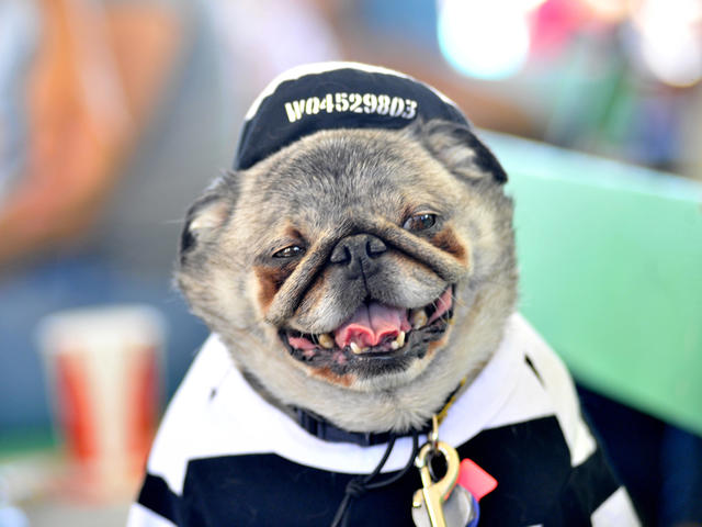 World's Ugliest Dog contest winner at the center of 'oozing sore