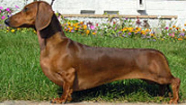 Wiener-dog,-aka-dachsund.jpg 