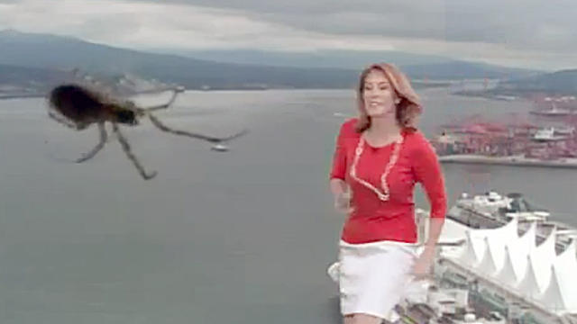 Kristi_Gordon_Spider_Global_BCTV.jpg 