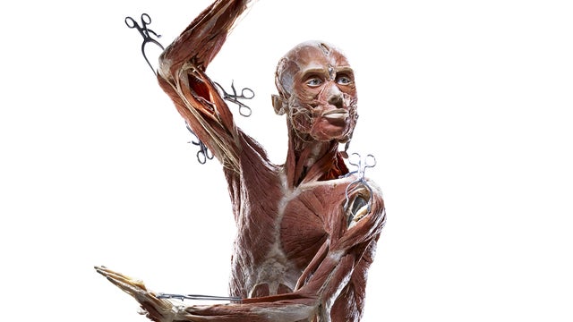 bodyworlds10.jpg 