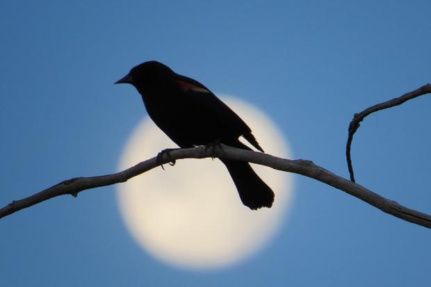 red-wing-black-bird-with-super-moon.jpg 