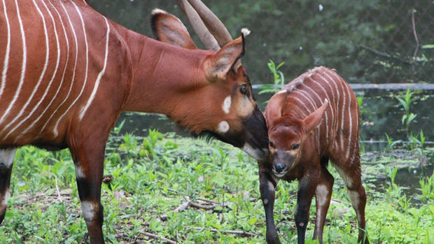 Bongo Antelopes 
