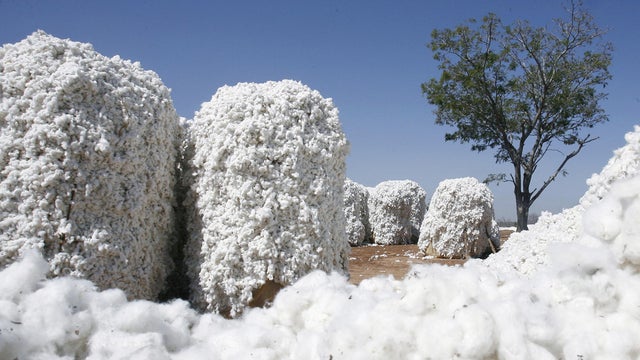 Cotton.jpg 