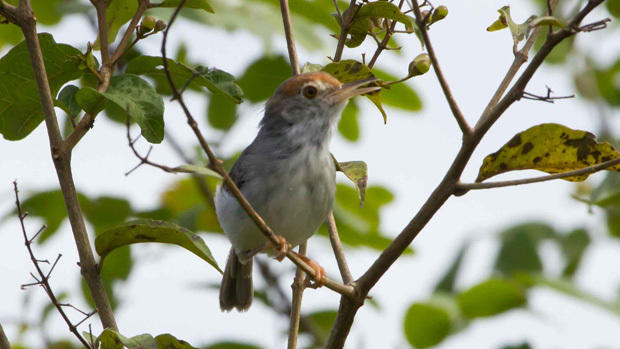 New species: Cambodian Tailorbird 