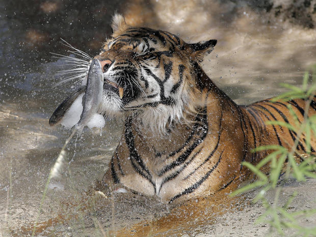 Jai, a tiger at the Phoenix Zoo, breaks apart frozen trout while sitting in his pool to keep cool June 28, 2013, in Phoenix. 