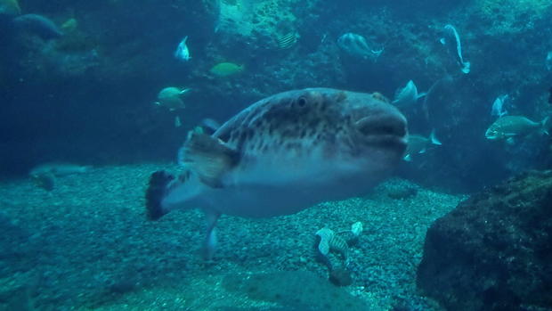 The deadly puffer fish 