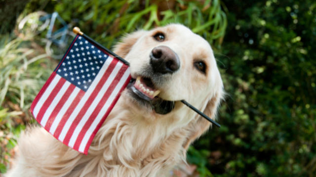 dog-with-american-flag.jpg 